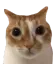 joe