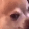 Looking_upset