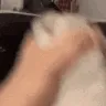 catstroke