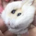 squishedham