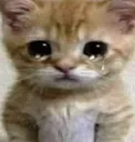 SadGato SadGato