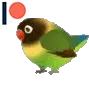 birb