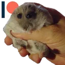 hampter