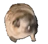 Pug_Super