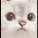 kalm kalm