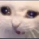 catsobs