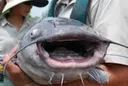 Fishy