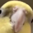 Derpatiel