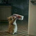 catdrink