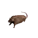 ErraticallySpinningRat