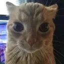 serious_catto serious_catto