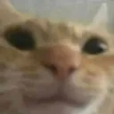 bCatSmirk Discord Emoji