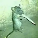Rato