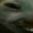 xddL