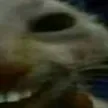 xddR