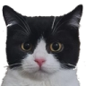 Alfred Discord emoji