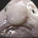 Sadblob sadblob Discord Emoji