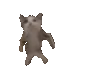 catdance