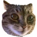 Mitzicatstare Mitzicatstare