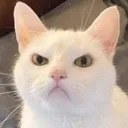 Angrycat angrycat Discord Emoji