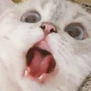 sqcat5 Discord Emoji