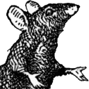 nonfearfulrat nonfearfulrat