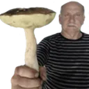 havefungus