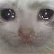sadCat