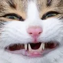 heeeee heeeee