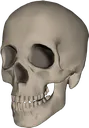 skull2 skull2