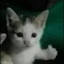 cat_thumbsup