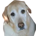 Tom