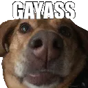 gayass