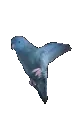 flap
