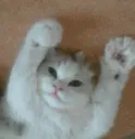 catpaws