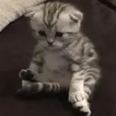 sadmari