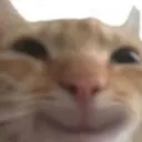 happycat1 happycat1