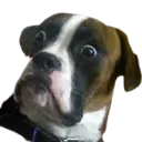 Brutus