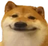 bruhdoge