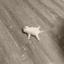 cease