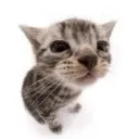 El_Gatito