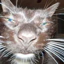 Mori_uglycatwtf