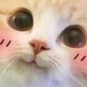cutecat