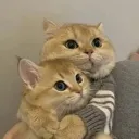 Hug Cat Discord Emoji