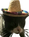 stevesombrero stevesombrero
