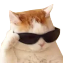cat_cool_shades