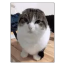 catbop catbop