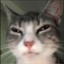 d_MikiesGatoDormido Discord emoji