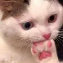 cat_nom