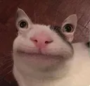 FunnyBelugaPFP
